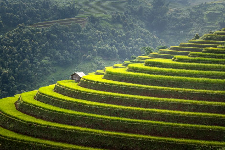 Venture into the Lush Rice Terraces of Jatiluwih Venture into the Lush Rice Terraces of Jatiluwih
