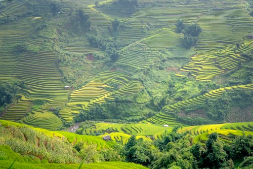 Foto d'estoc gratuïta de agricultura, arbres verds, camps de cultiu