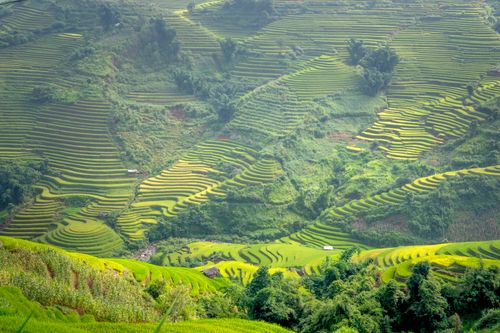 Free Stunning aerial view of green rice terraces cascading through a lush rural landscape, showcasing agricultural beauty. Stock Photo