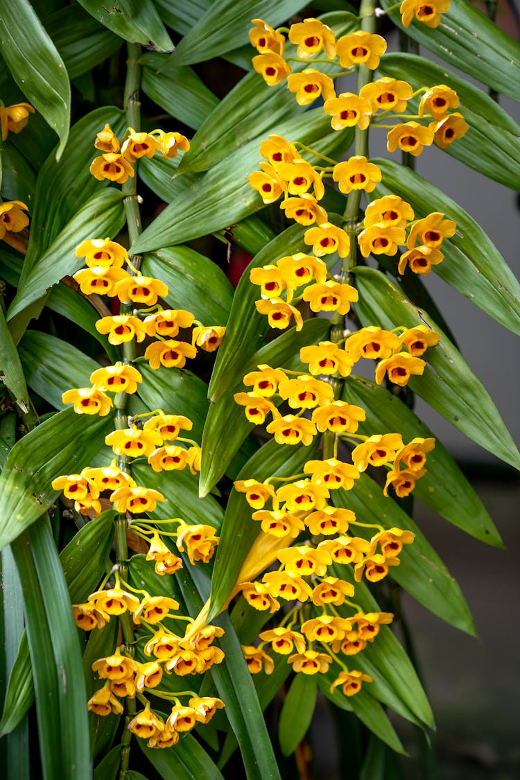 Pending Garlands Of Yellow Orchid Flowers