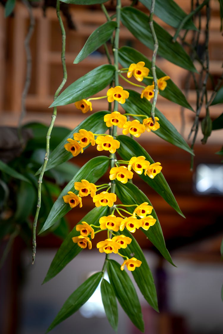 Yellow Orchids With Green Leaves