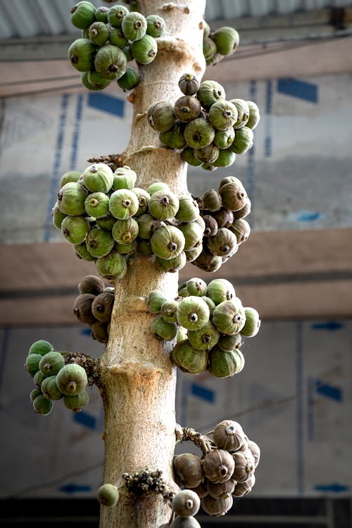 Fruits Growing on a Tree Trunk