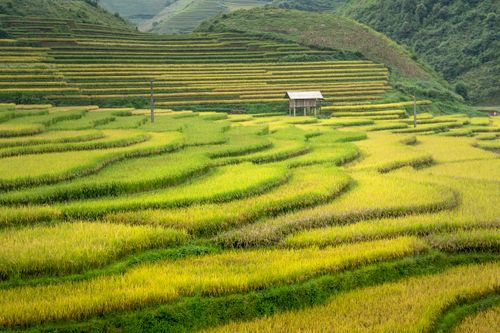 Free Beautiful rice terraces with a wooden house amidst lush greenery and rolling hills. Stock Photo