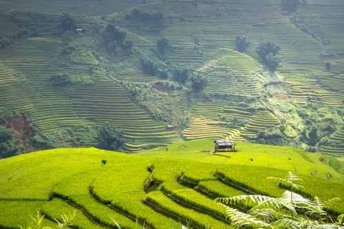 Free Scenic view of vibrant green rice terraces cascading down hills in a tranquil rural setting. Stock Photo