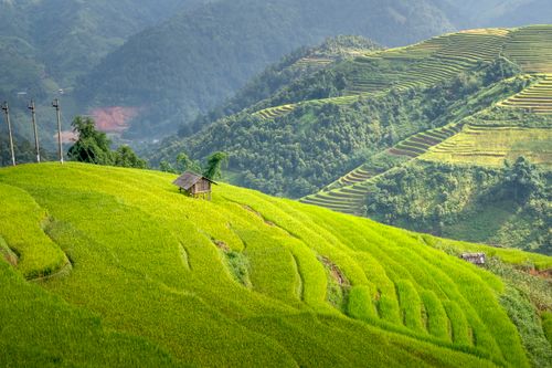 Free Stunning view of green rice terraces with a wooden house amidst a serene rural landscape. Stock Photo