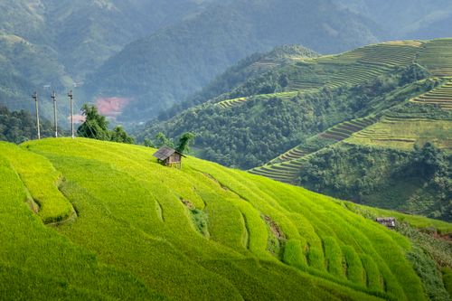 Free A breathtaking aerial view of vibrant green rice terraces on a mountainous landscape. Stock Photo