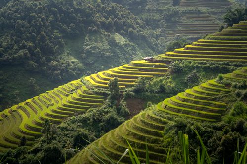 Free Beautiful aerial shot of verdant rice terraces in a rural mountainous landscape with a wooden hut. Stock Photo