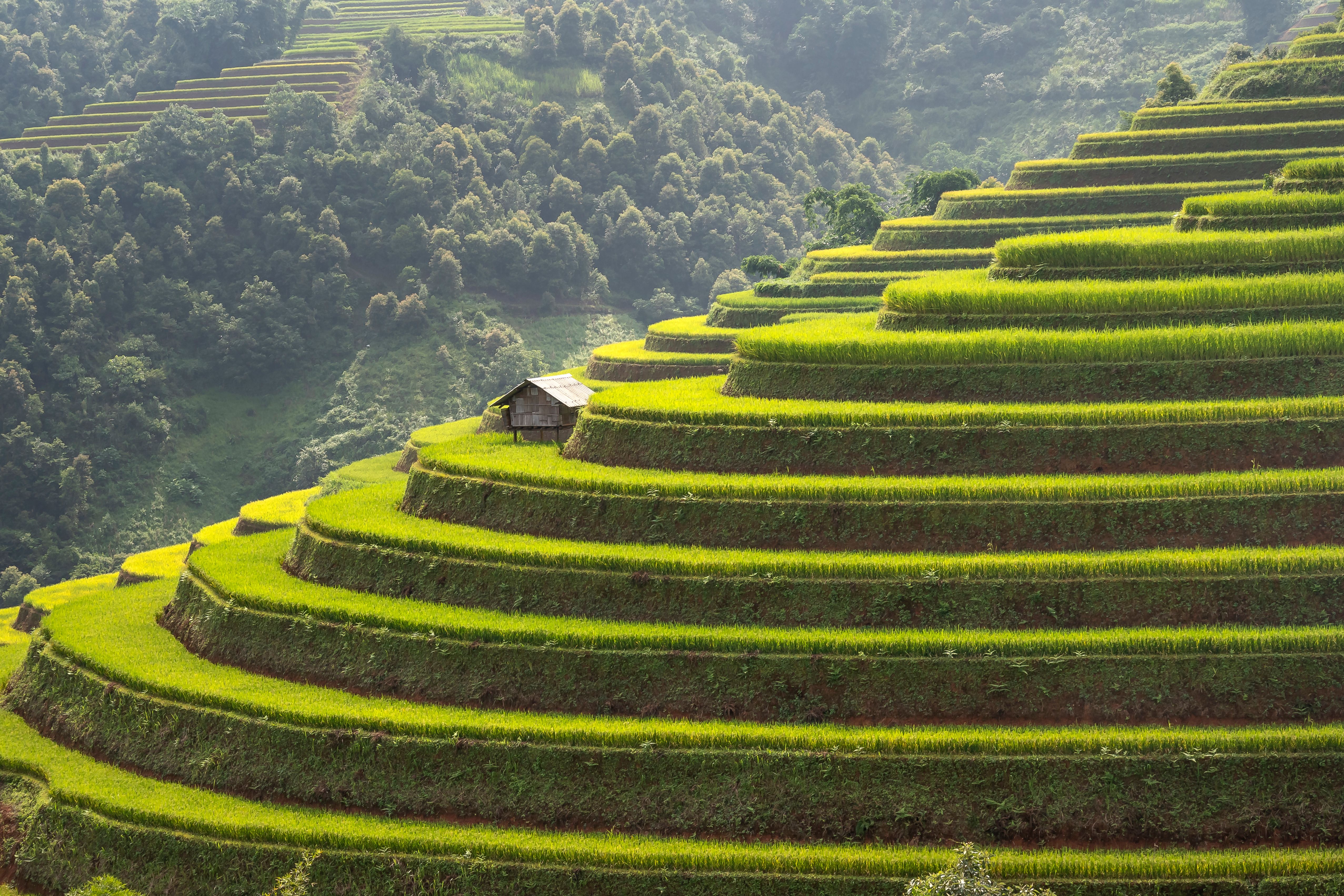 A Wooden House on the Rice Farm on the Mountains · Free Stock Photo