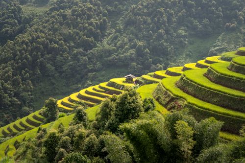 Free Beautiful terraced rice fields nestled in lush green hills showcasing natural agricultural beauty. Stock Photo