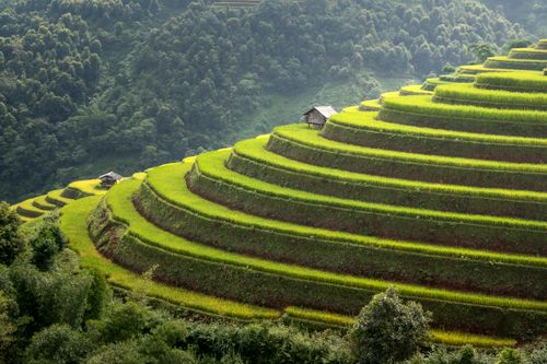 Free Captivating view of verdant rice terraces under a clear sky, epitomizing rural tranquility. Stock Photo