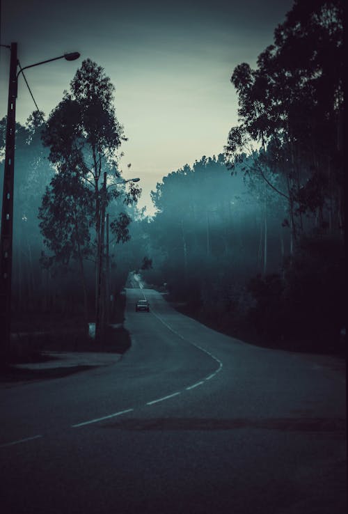 Car driving on road between lush trees at dusk