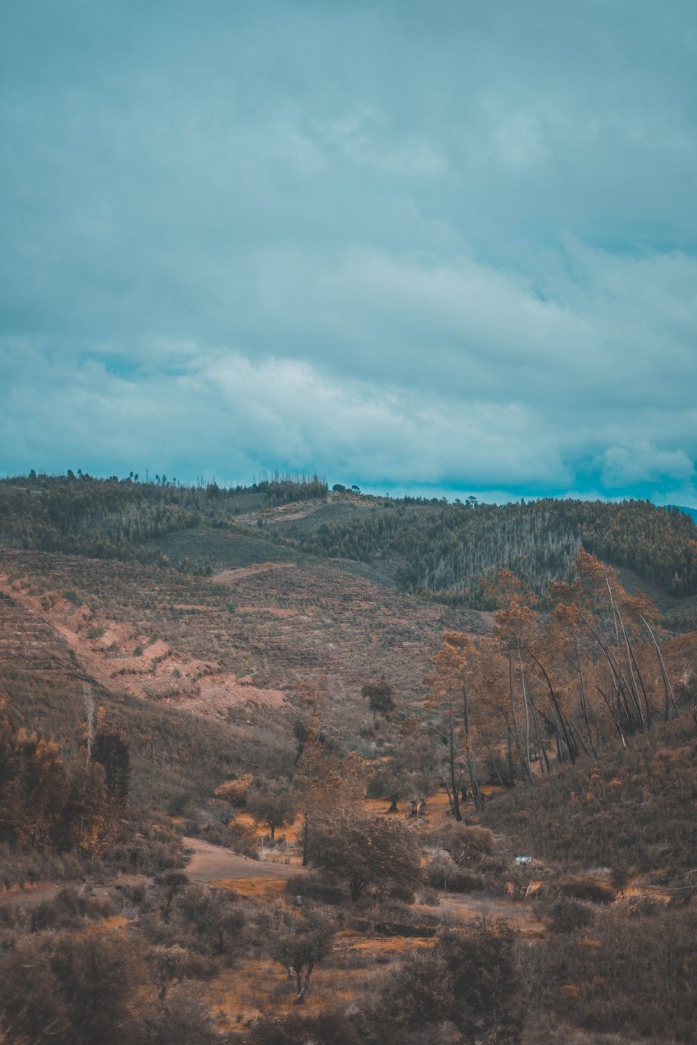 Fall Terrain Hilly terrain with autumn trees against overcast sky · Free Stock Photo