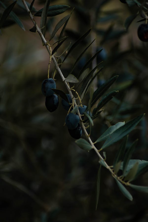 Formation Initiation Pisciculture