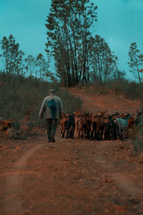 Foto d'estoc gratuïta de a l'aire lliure, ancians, animal