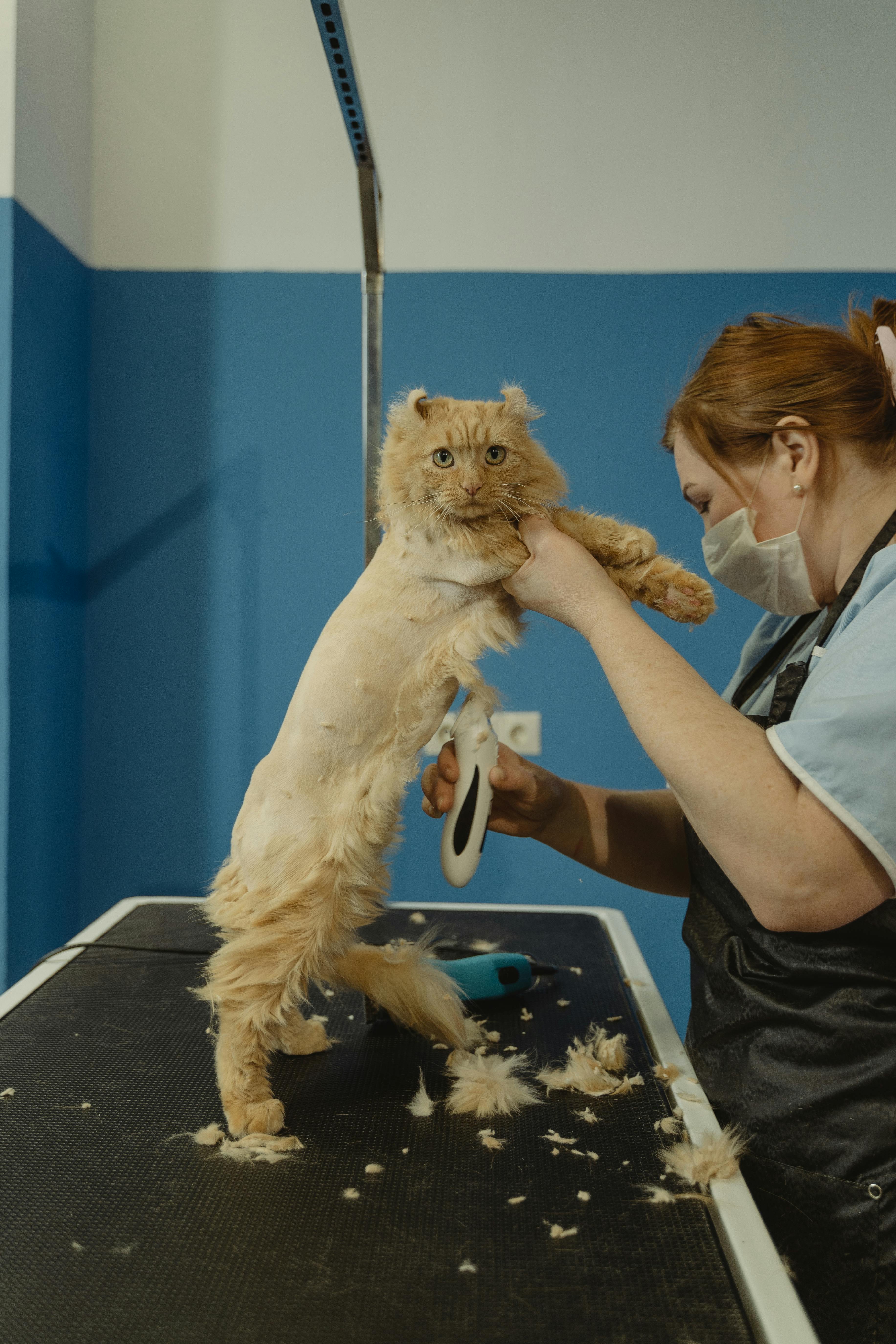 woman in blue shirt holding brown long coated small dog