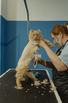 A cat groomer trims a long-haired cat in a pet salon, highlighting care and professionalism.