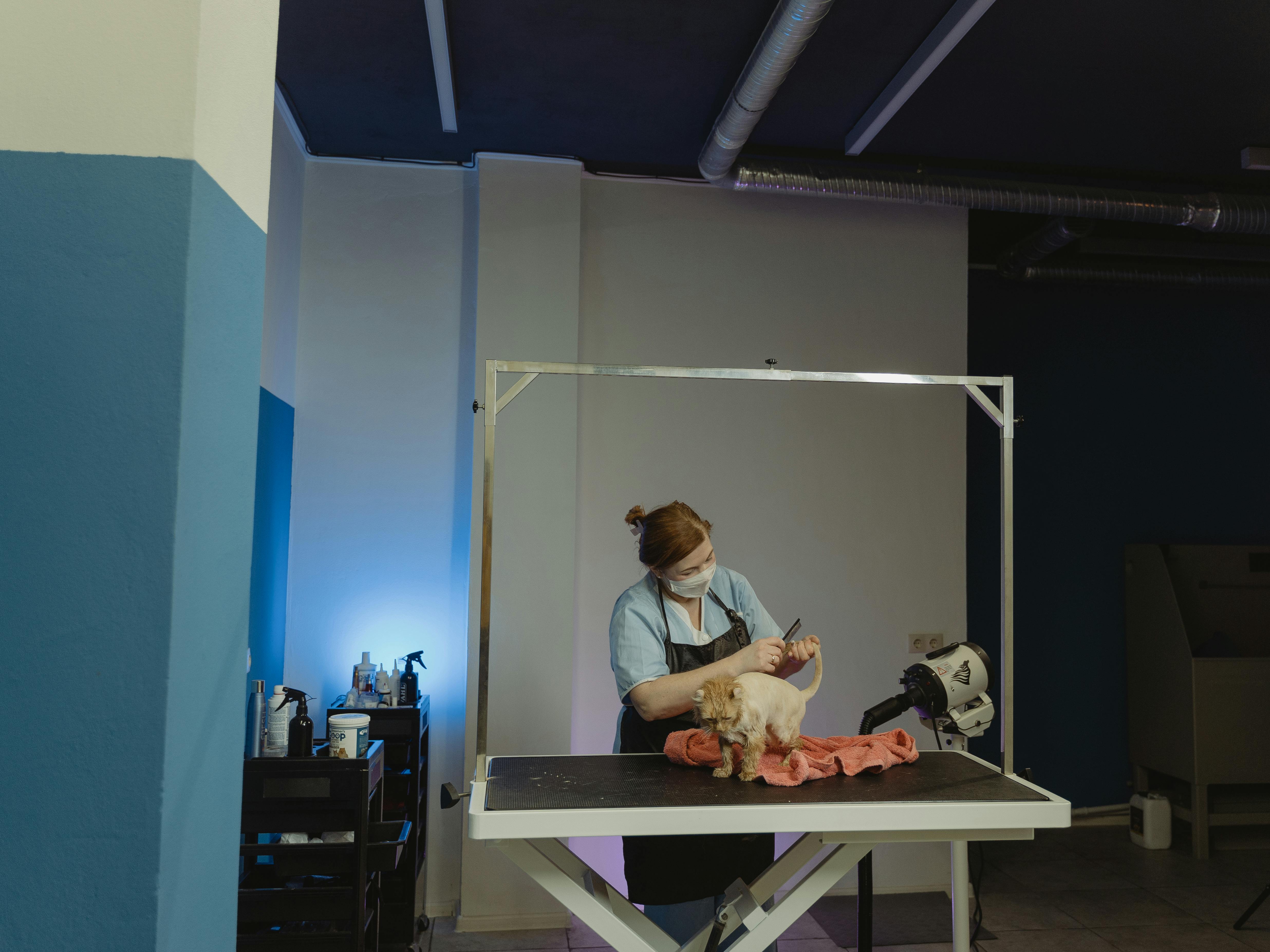 Woman Wearing Facial Mask and Black Apron Grooming a Dog on a Table