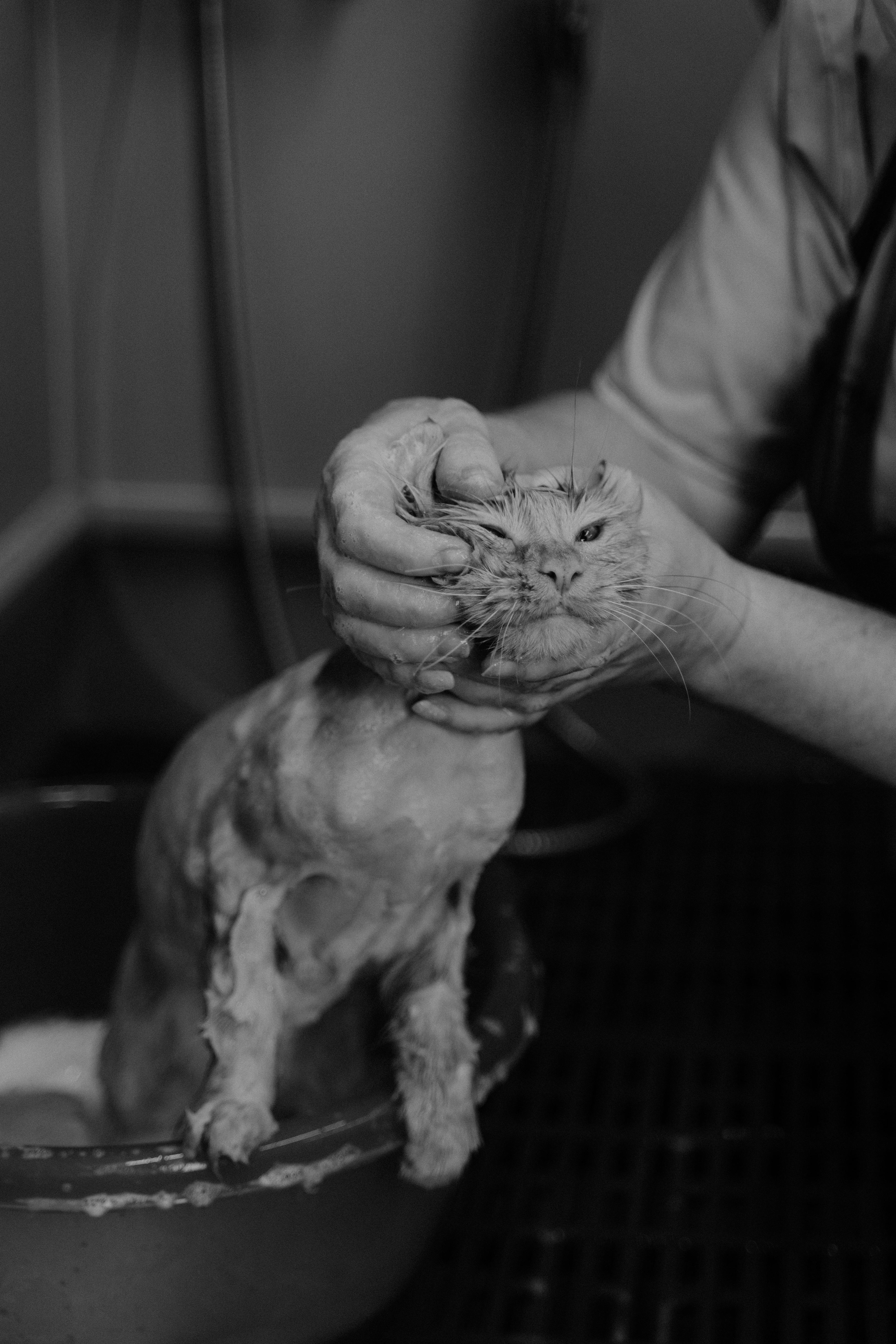 person holding a white cat