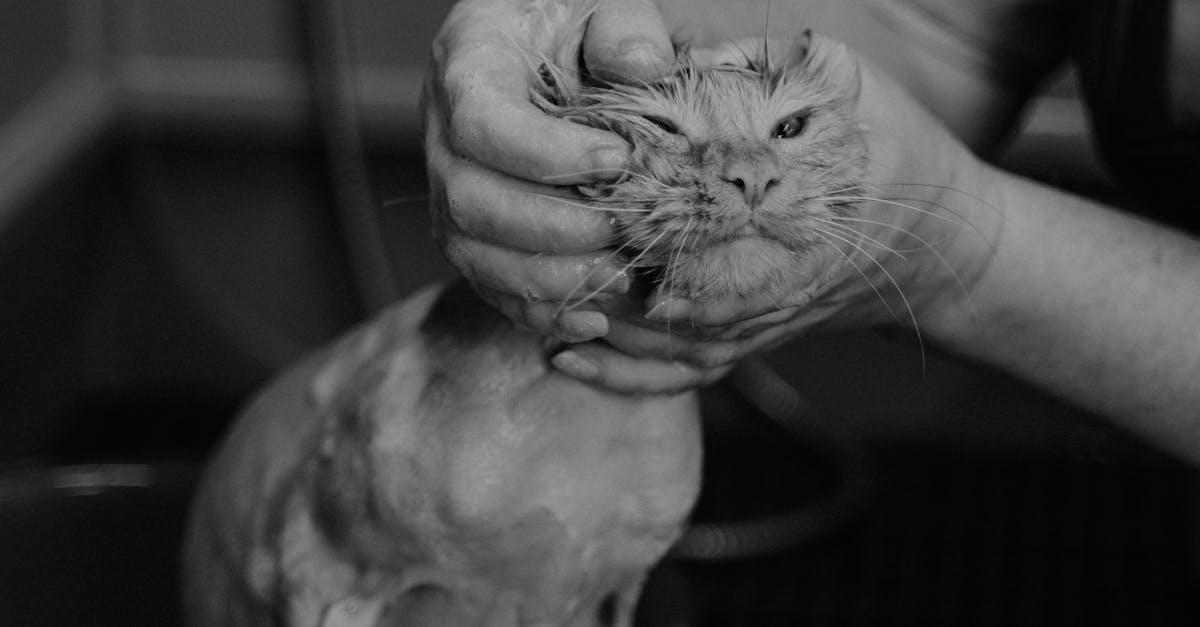 Person Holding a White Cat