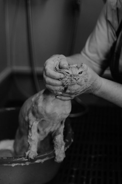 Free A black and white portrait of a cat being gently groomed, showcasing pet care. Stock Photo