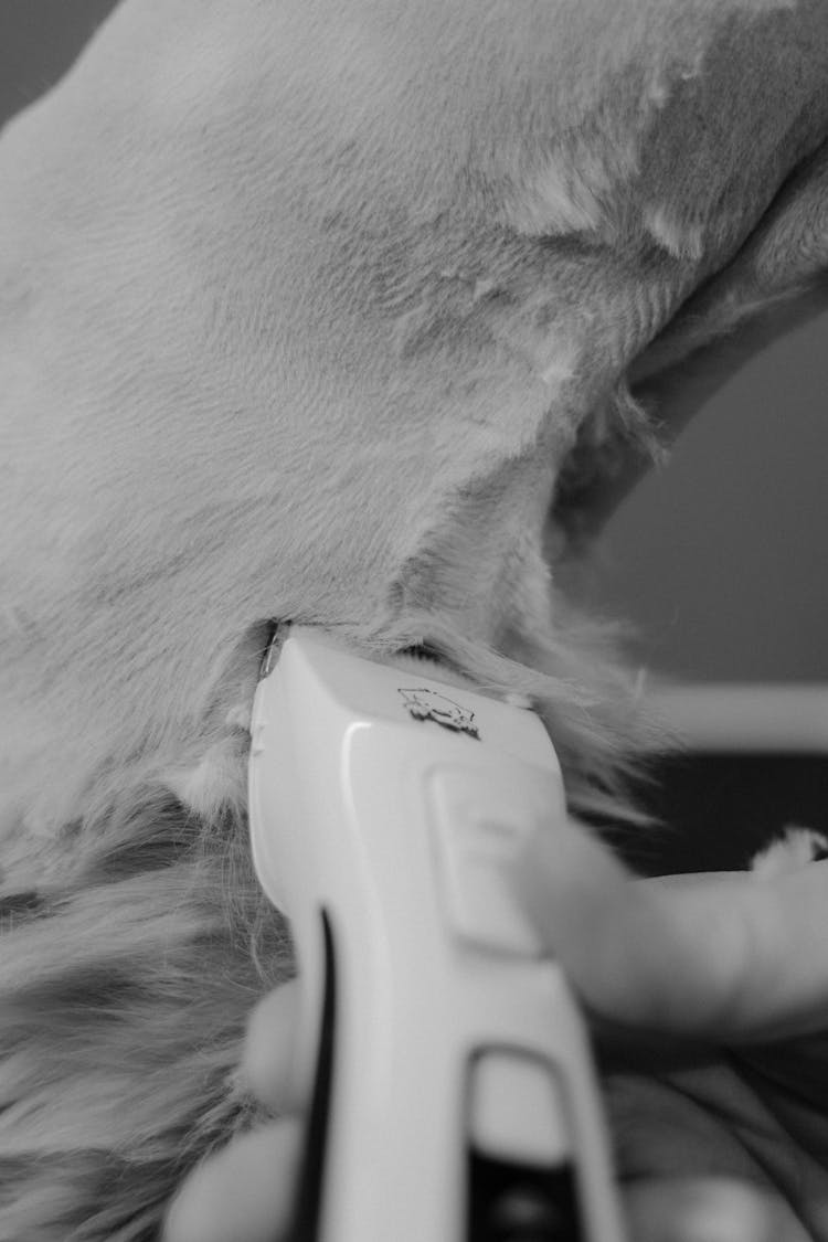 Grayscale Photography Of A Hand Shaving The Fur Of An Animal Using Dog Clipper