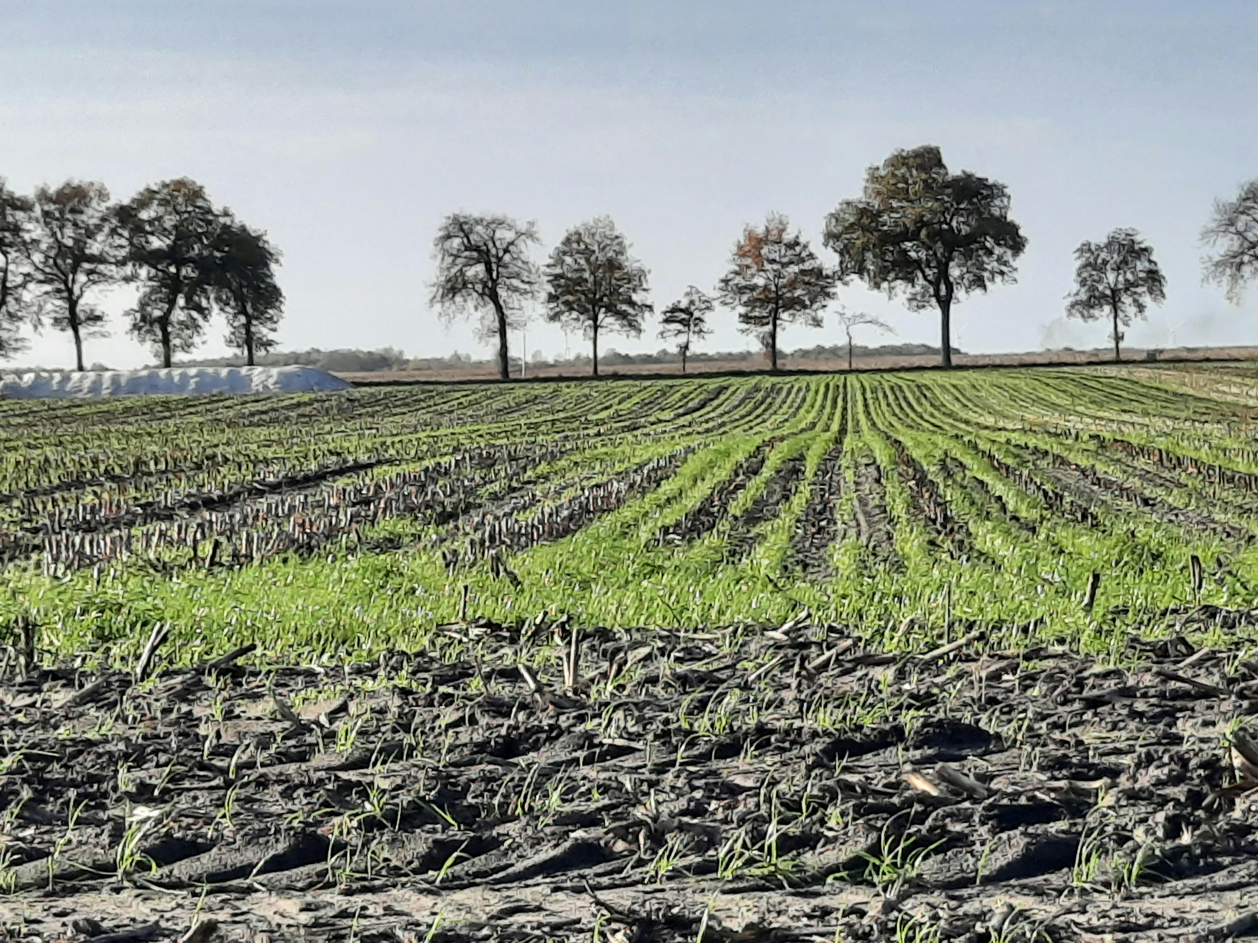 Groomer profesionist ingrijind un caine cu dragoste