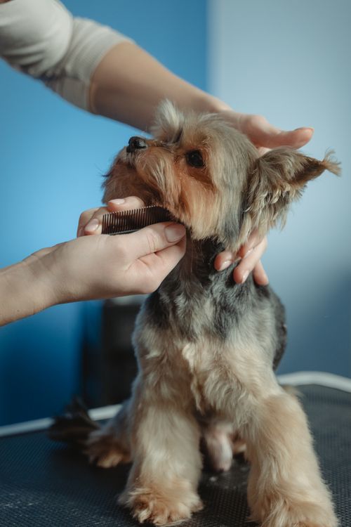 Free A Yorkshire Terrier being groomed indoors by professional hands. Stock Photo