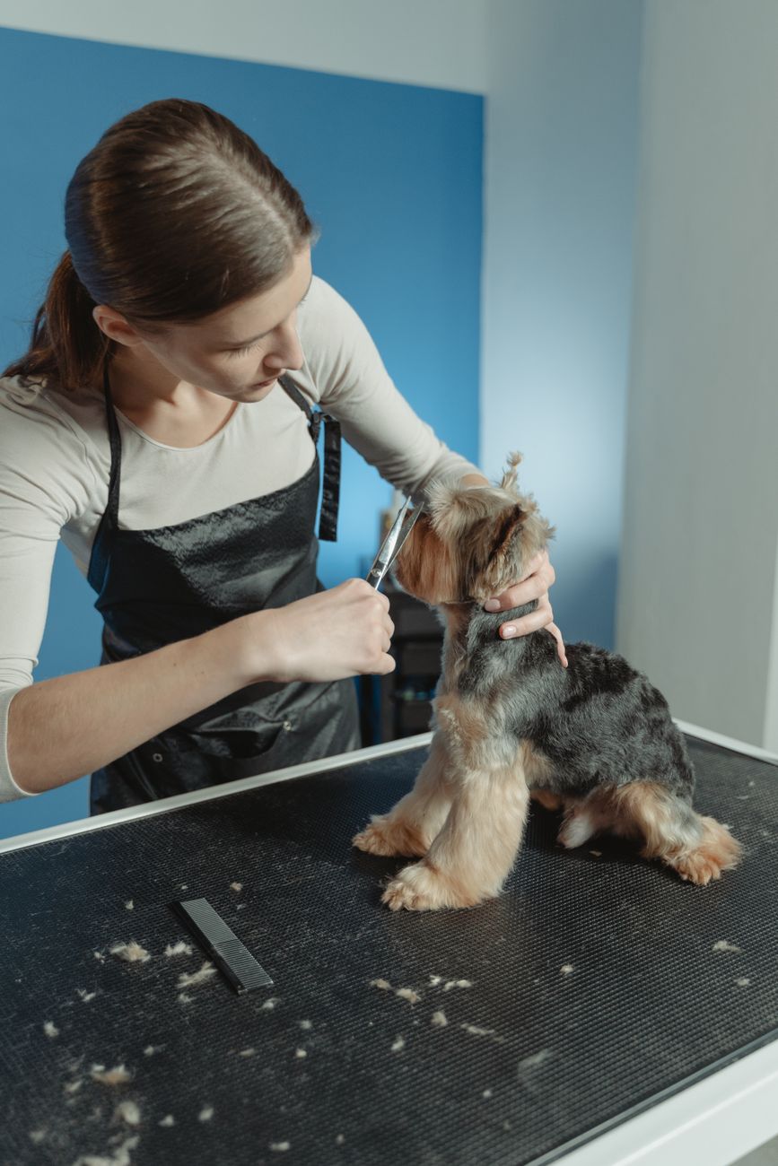 Rounded-tip grooming scissors beside a small dog on a grooming mat