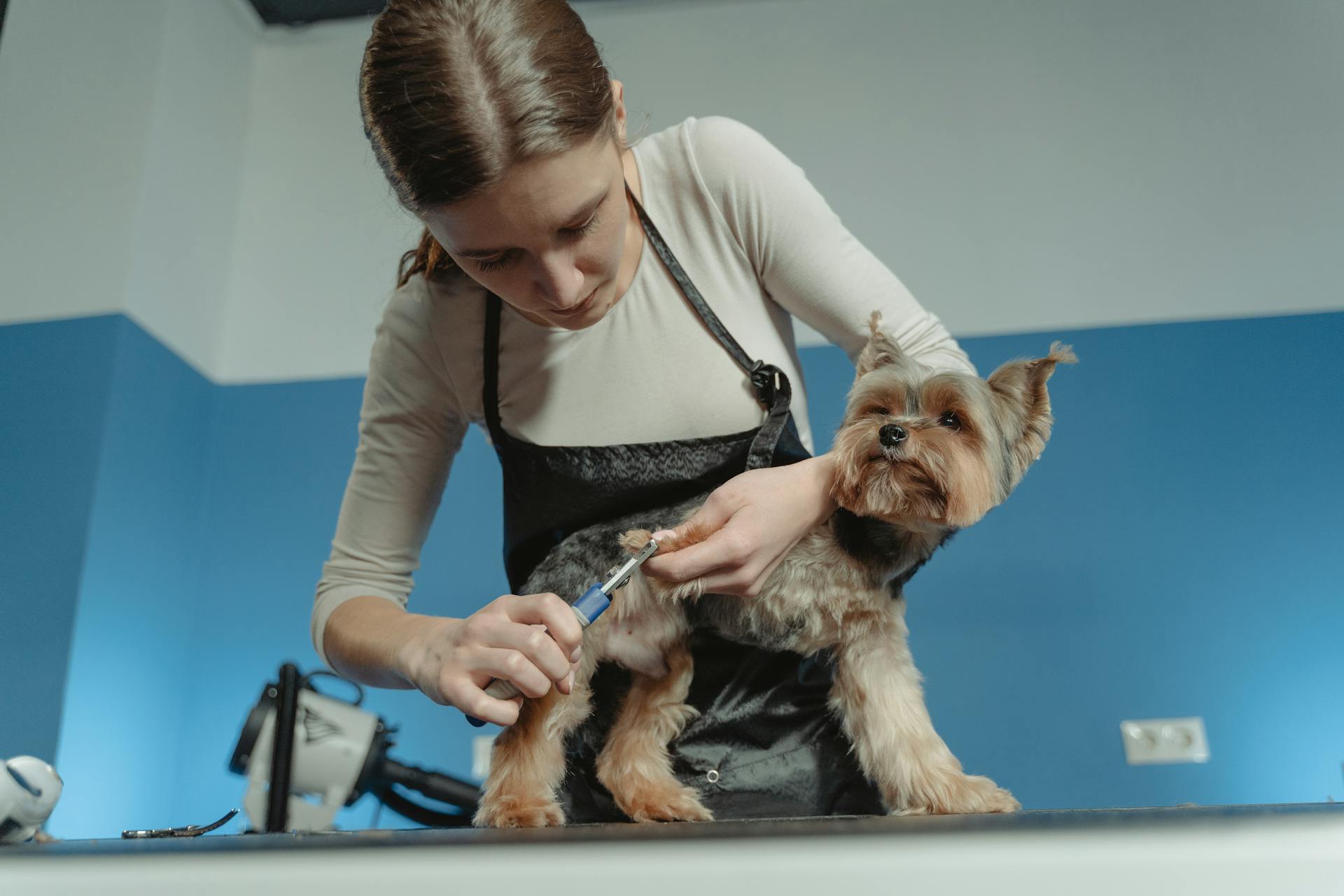 Une femme soigne un chien