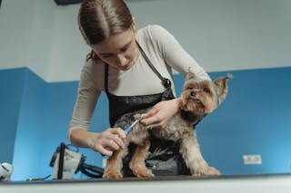 A Woman Grooming a Dog