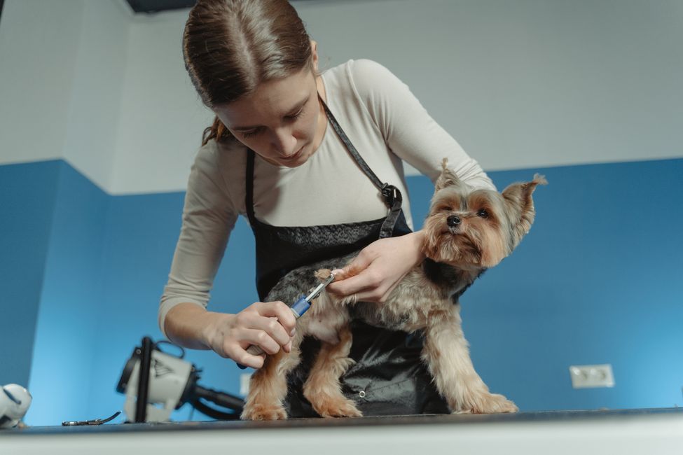 Groomer merapikan bulu anjing