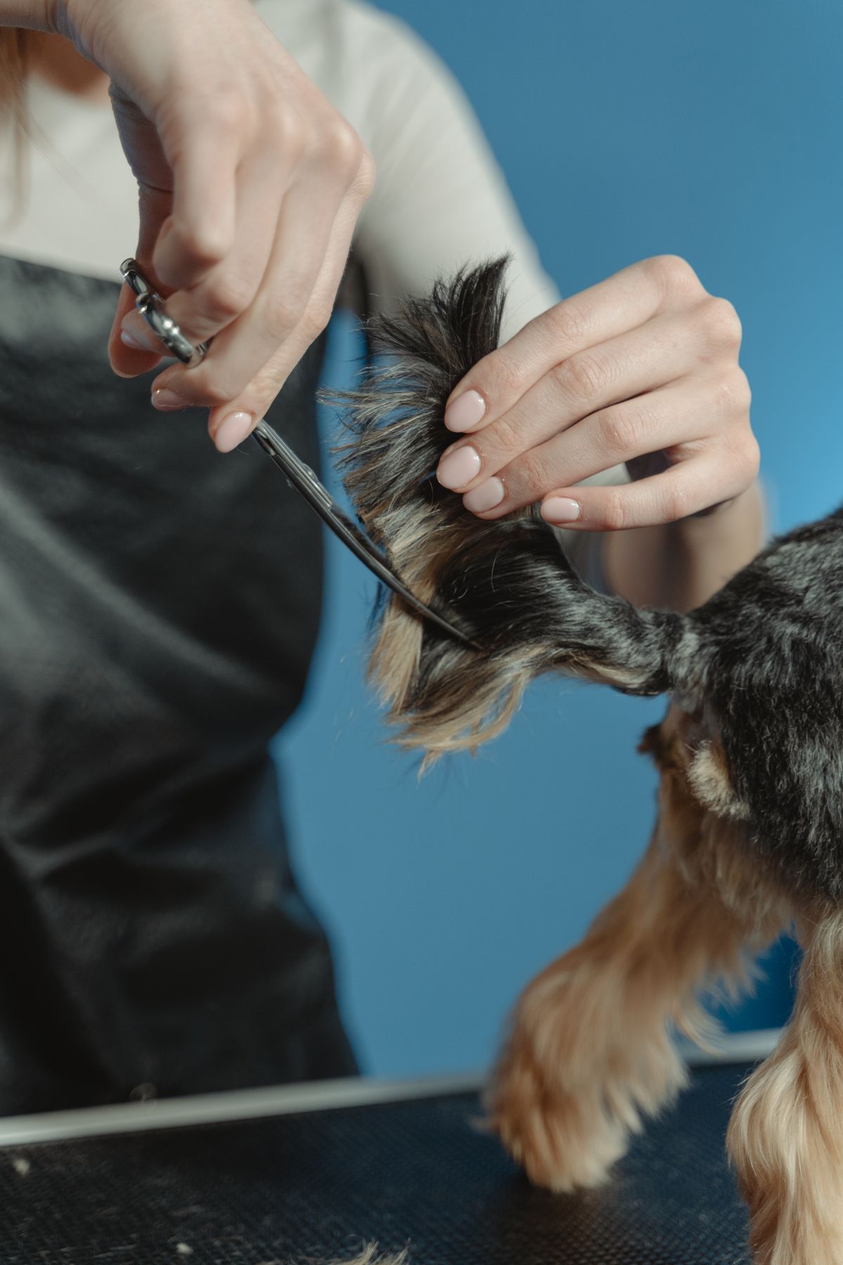 Close-up of a dog's coat being trimmed with grooming scissors