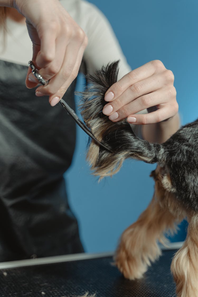 Groomer Grooming The Tail Of A Dog