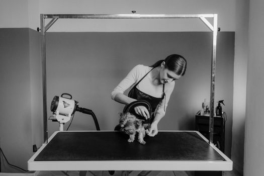 A groomer blow dries a Yorkshire Terrier on a grooming table in a salon.