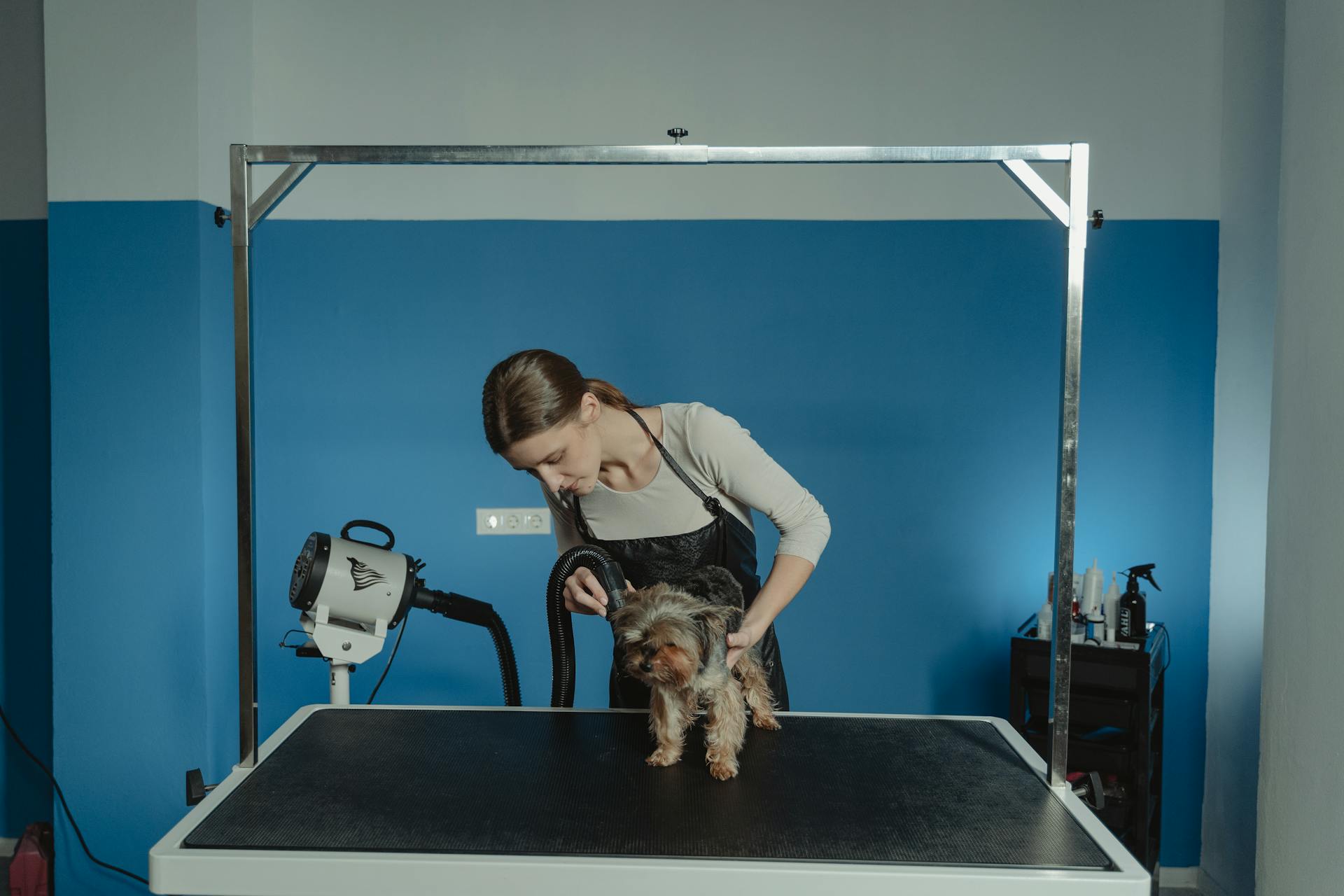 Groomer Blow Drying a Yorkshire Terrier