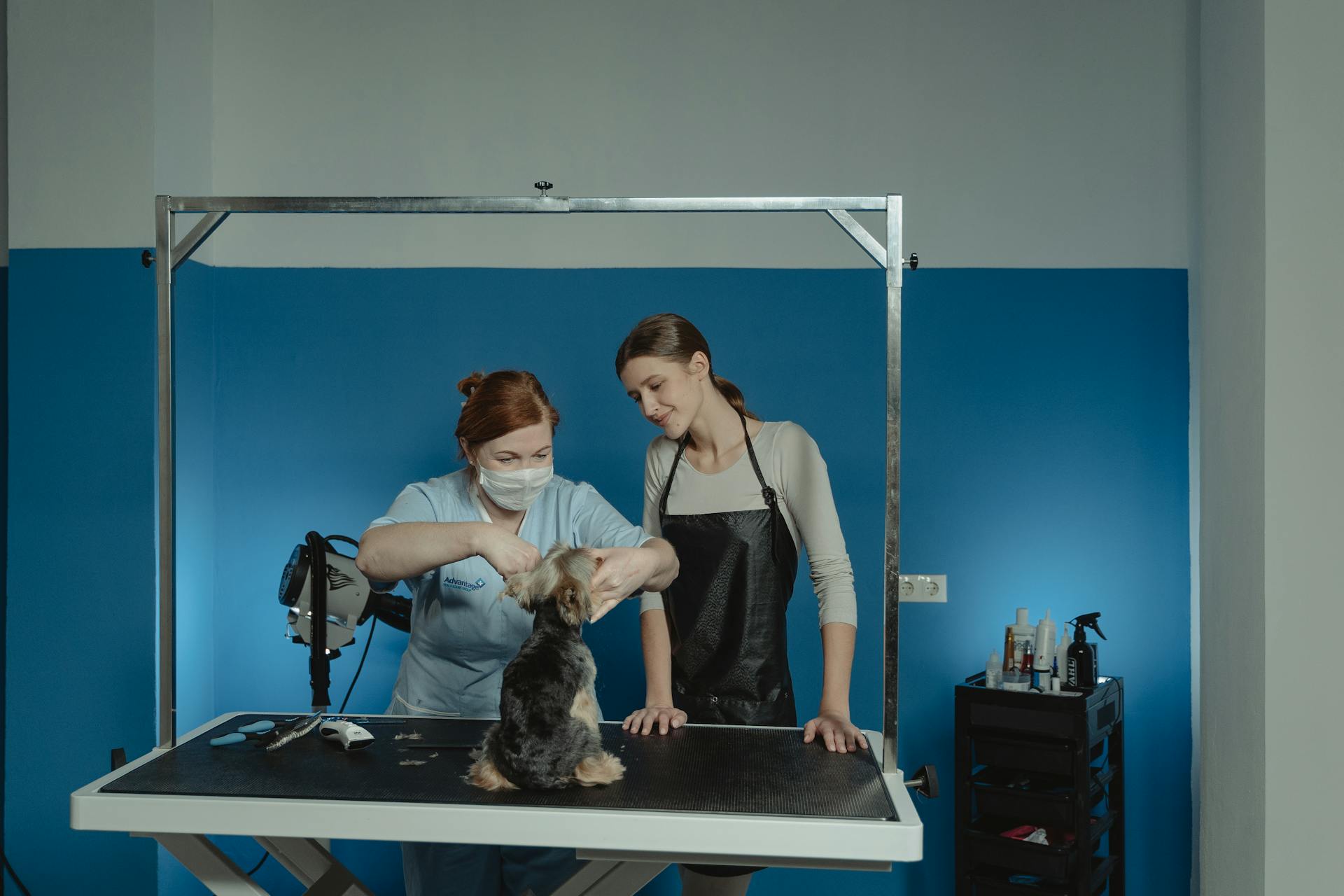 Woman Grooming a Yorkshire Terrier