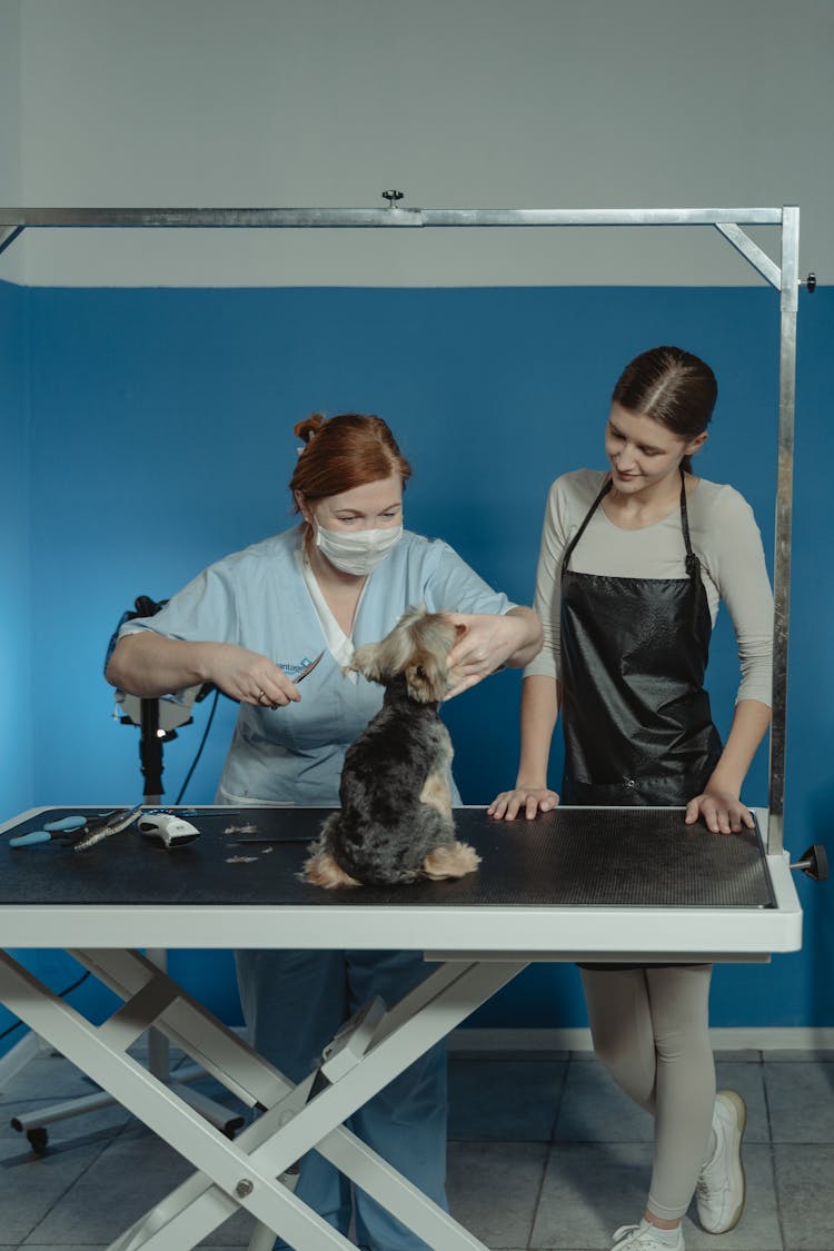 A Groomer Cutting Hair Of A Yorkshire Terrier Using Scissor