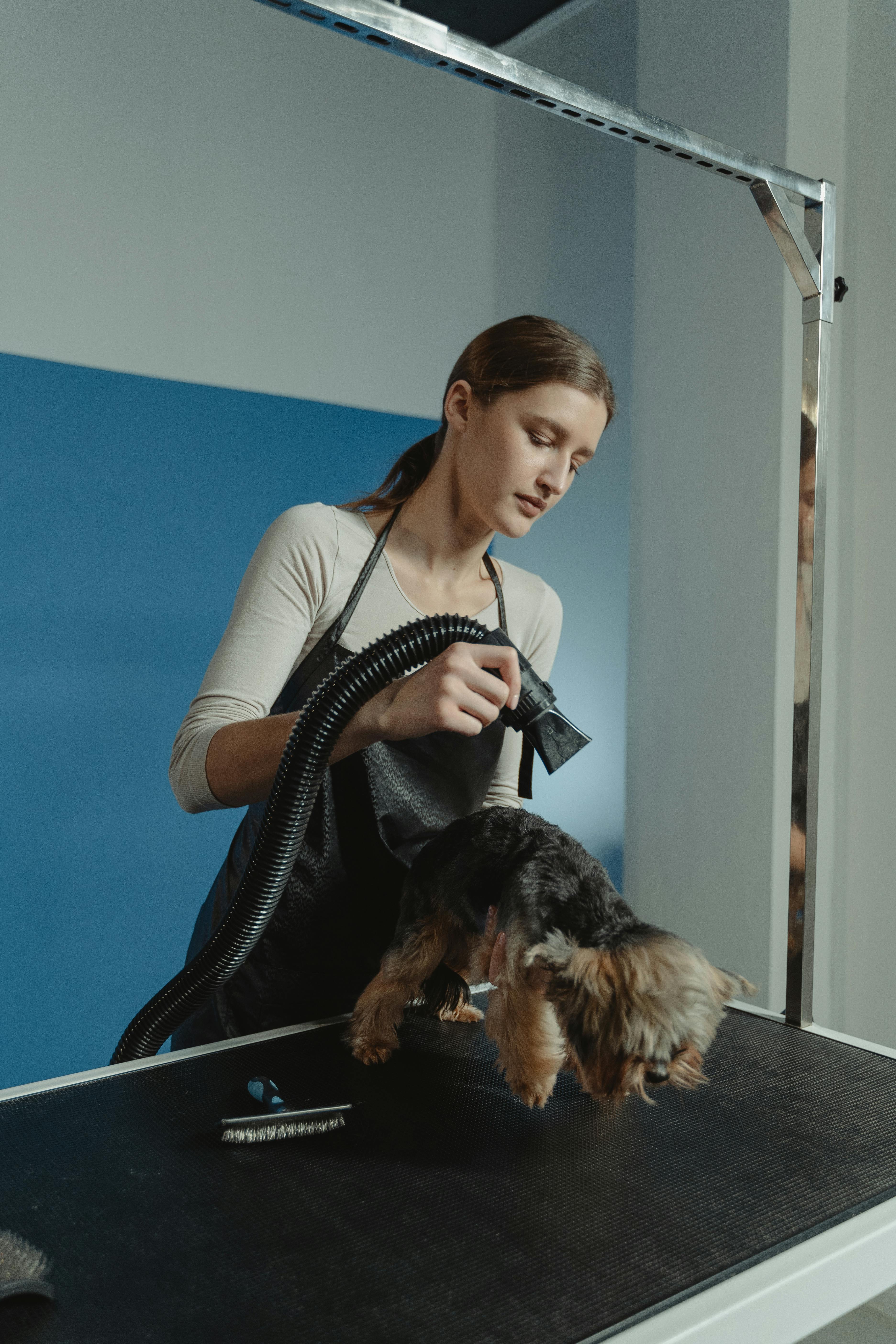 Woman Grooming a Yorkshire Terrier Using Blow Dryer