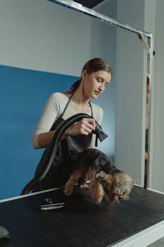 A professional groomer blow-drying a Yorkshire Terrier on a grooming table indoors.