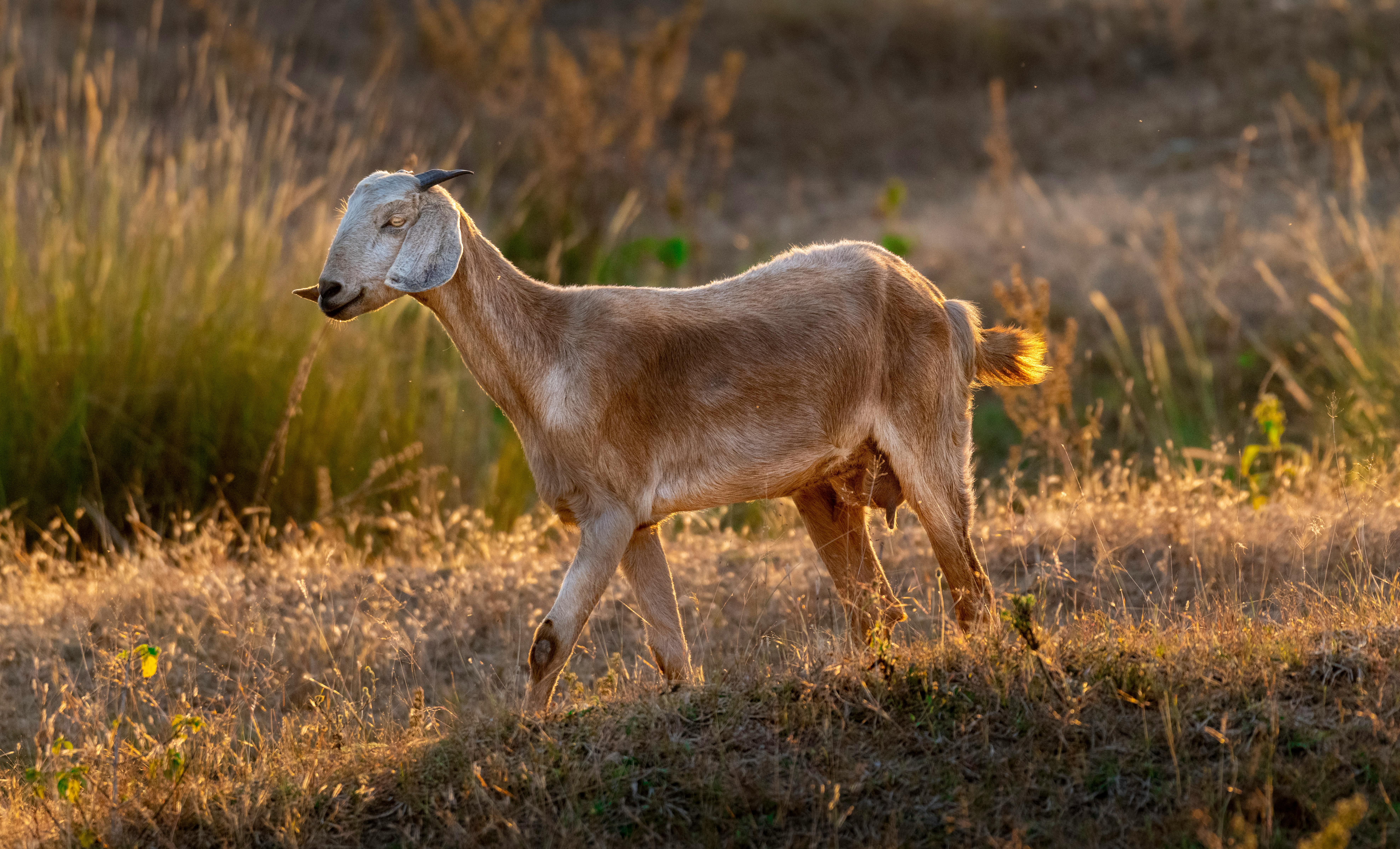 grátis Foto profissional grátis de acasalar, adorável, agricultura Foto profissional