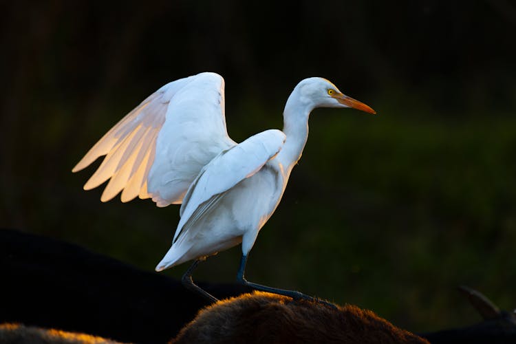 White Egret With Spread Wings