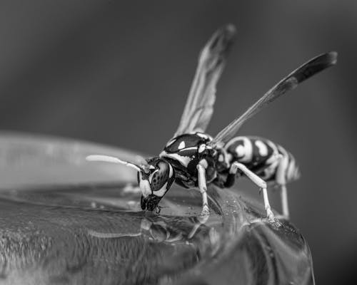 Small wasp drinking in nature