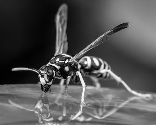 Black and white closeup of small wasp with wings drinking water from transparent waterdrop in wild forest on blurred background