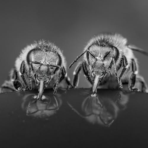 Free Black and white closeup of small hairy bees with trunks siting on wet surface and drinking water in forest on blurred background Stock Photo