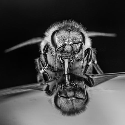 Foto stok gratis air, alam, apis mellifera