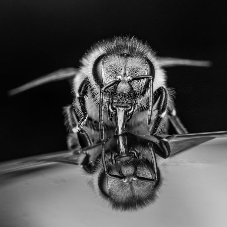 Apis Mellifera Bee Drinking Water Against Black Background