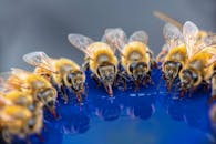 From above of fluffy Apis mellifera bees drinking pure water from feeder on sunny day in farm
