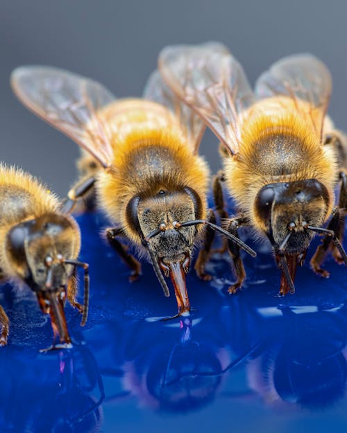 Free Bees with gentle wings sipping water Stock Photo
