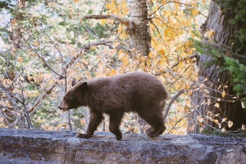 Free A Brown Bear on the Rock Stock Photo