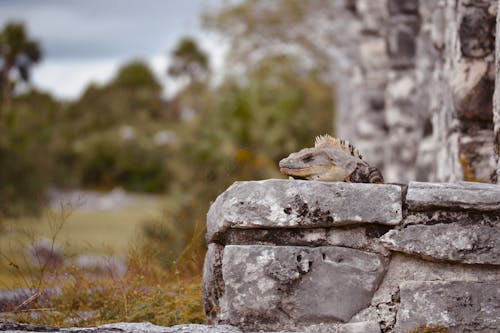 açık hava, hayvan, iguana içeren Ücretsiz stok fotoğraf